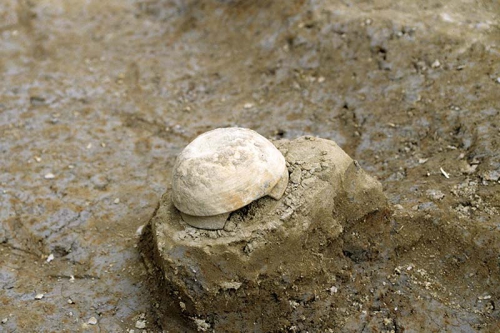 薄茶色の土器がうつぶせになって出土している様子