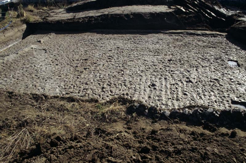 直交するあぜに囲まれた水田面に足跡の凹凸が無数に残されています