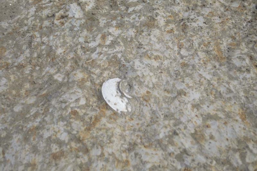 洪水で流された水田の粘土の中からうつぶせになった灰色の器が出土している様子