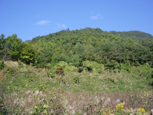 尼厳城跡の遠景写真です。